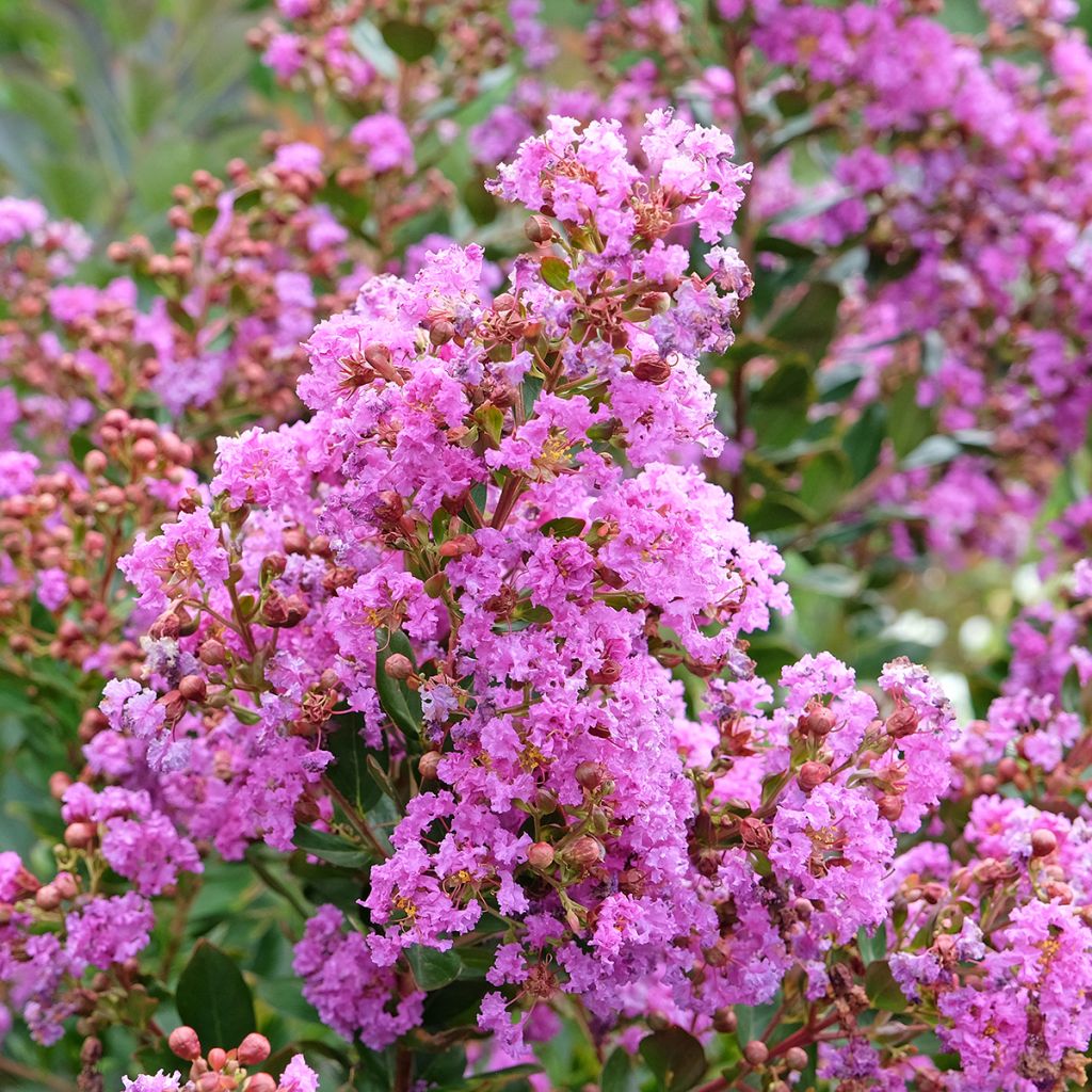 Lilas des Indes nain rose