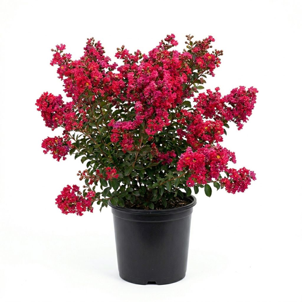 Lilas des Indes rouge