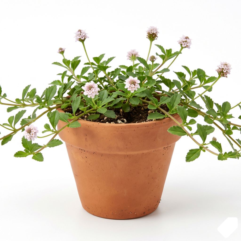 Lippia