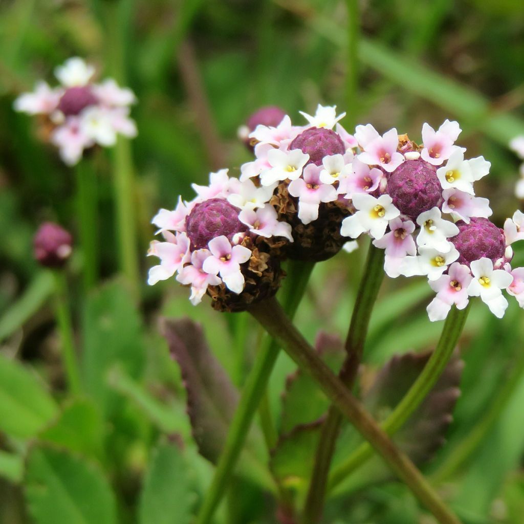 Lippia