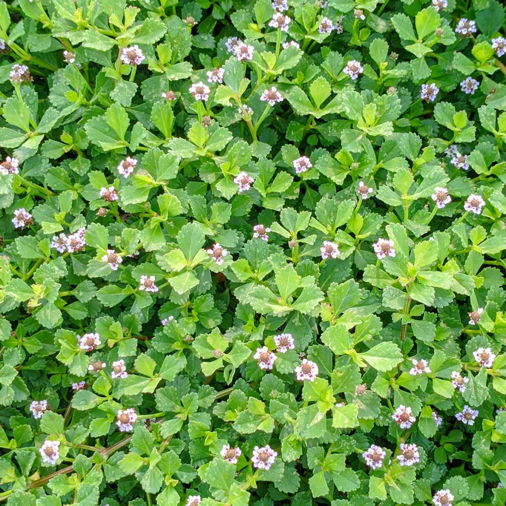 Lippia