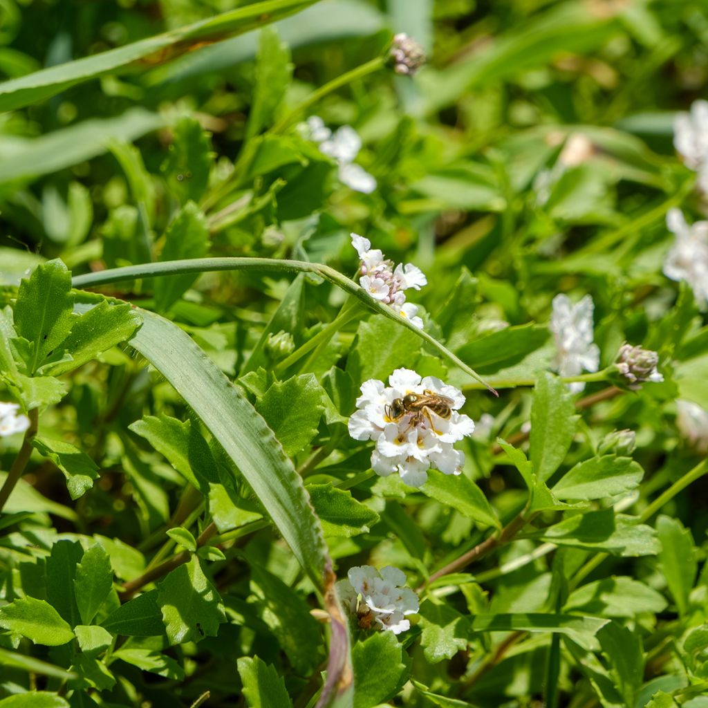 Lippia