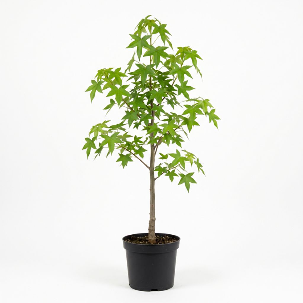 Liquidambar