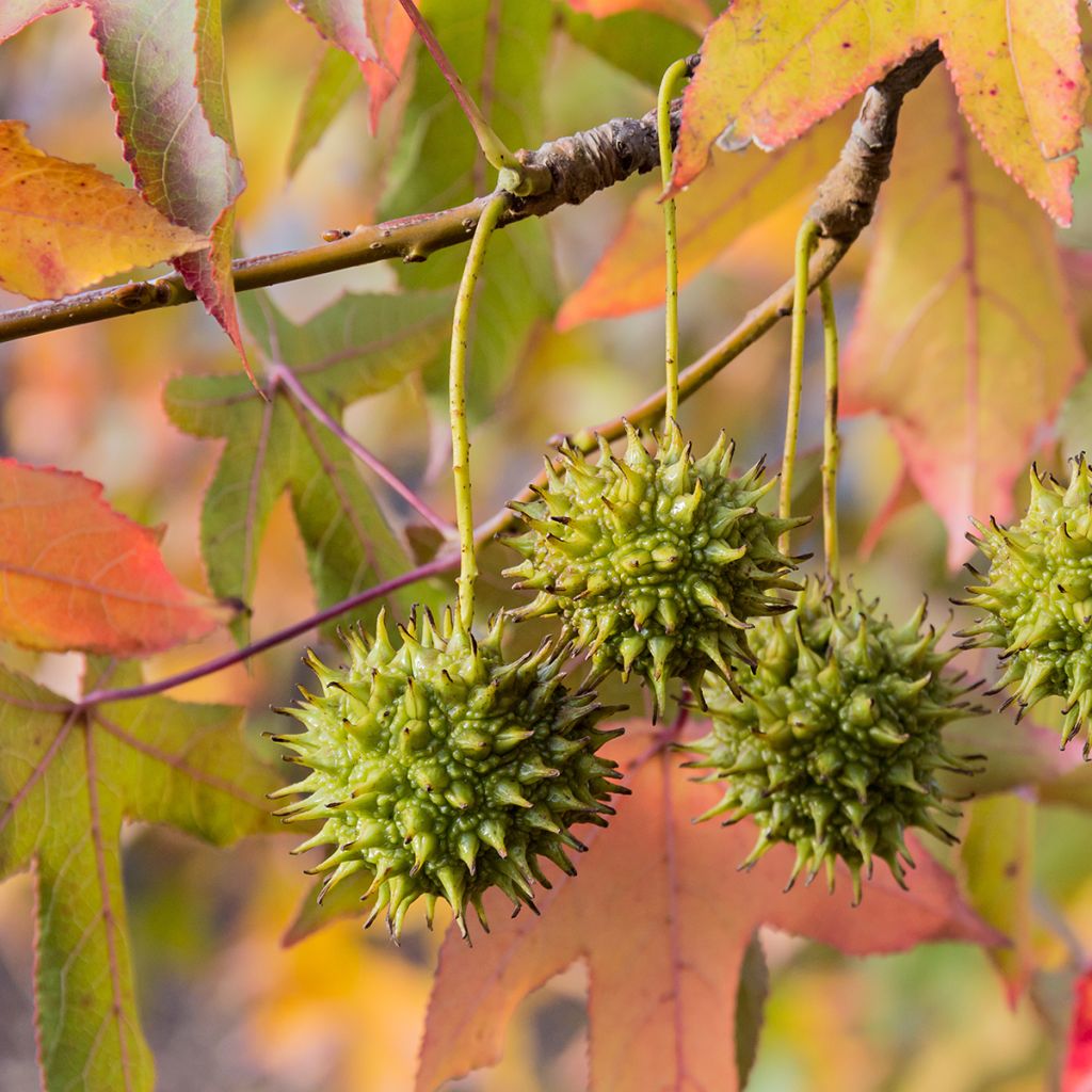 Liquidambar