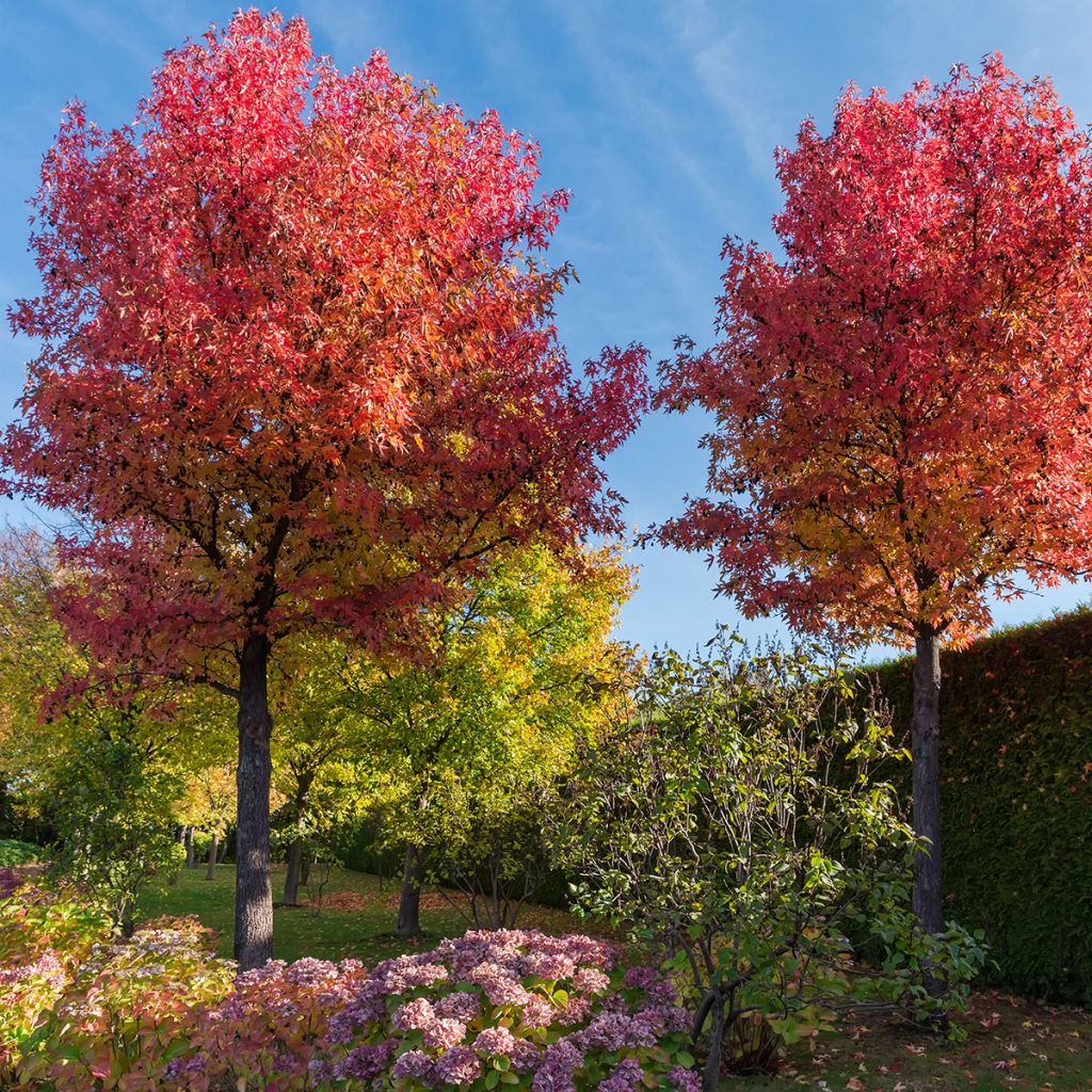 Liquidambar