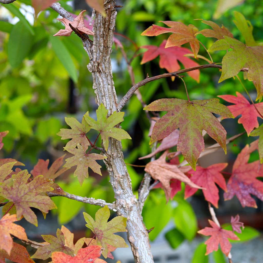 Liquidambar