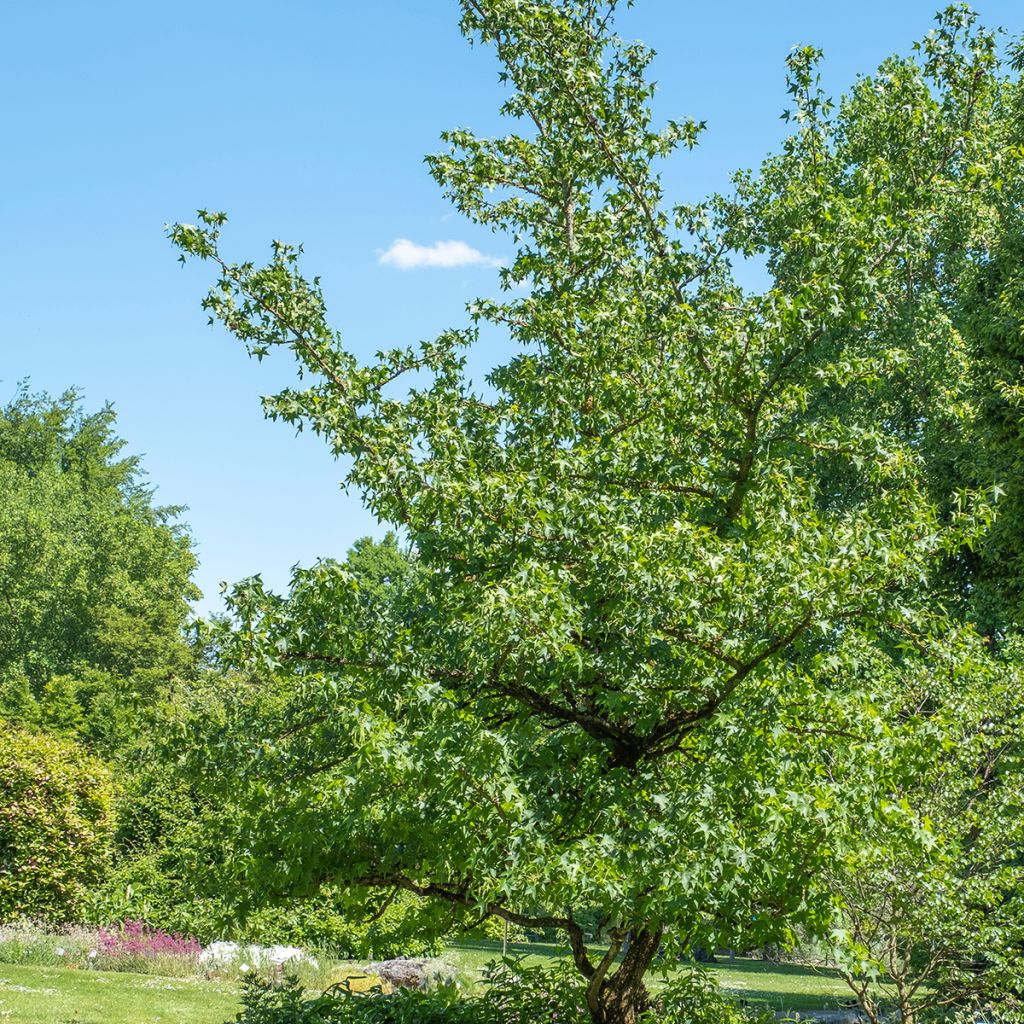 Liquidambar