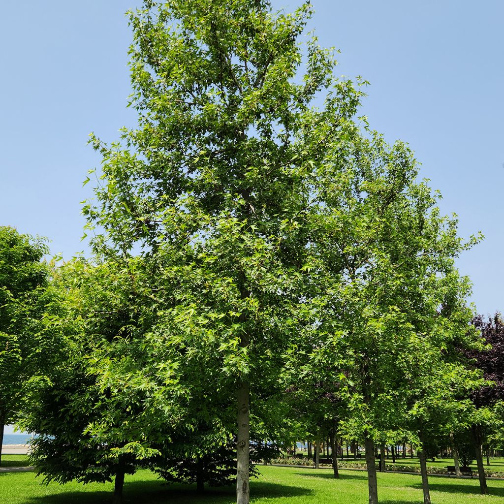 Liquidambar