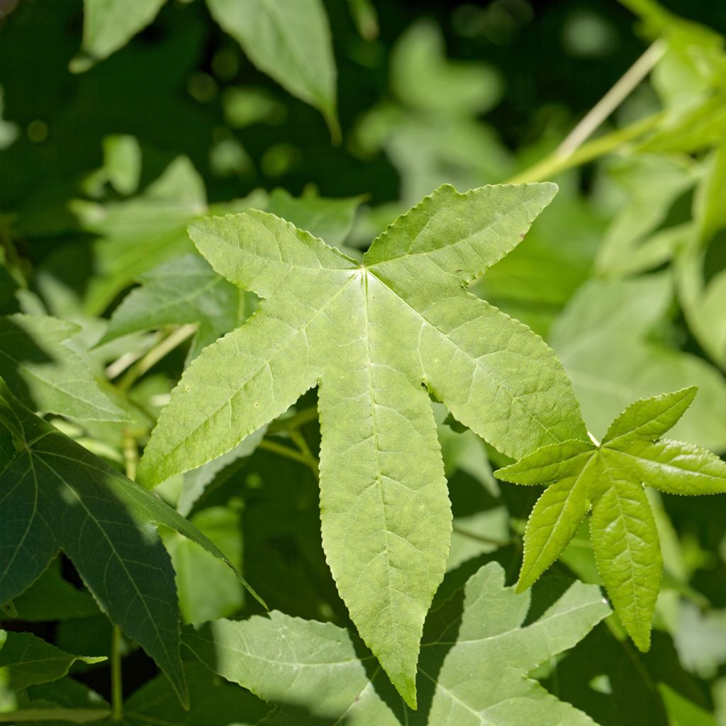 Liquidambar