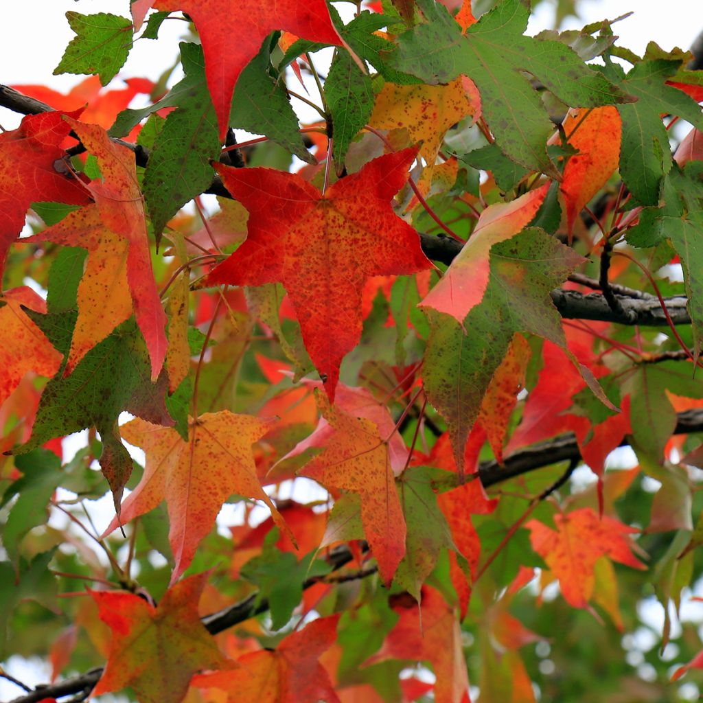 Liquidambar