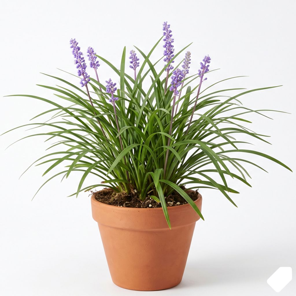 Liriope muscari – Muguet du Japon