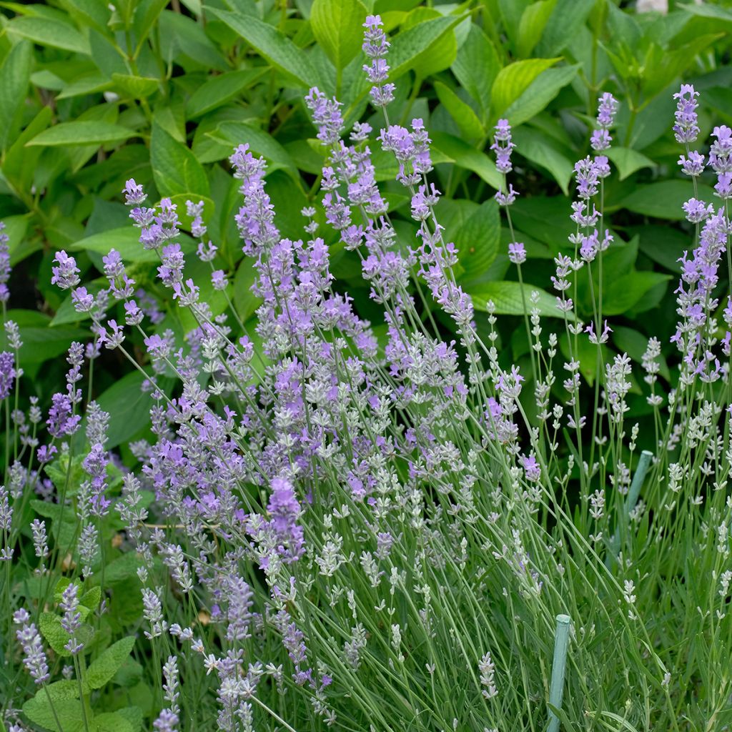 Liriope muscari – Muguet du Japon