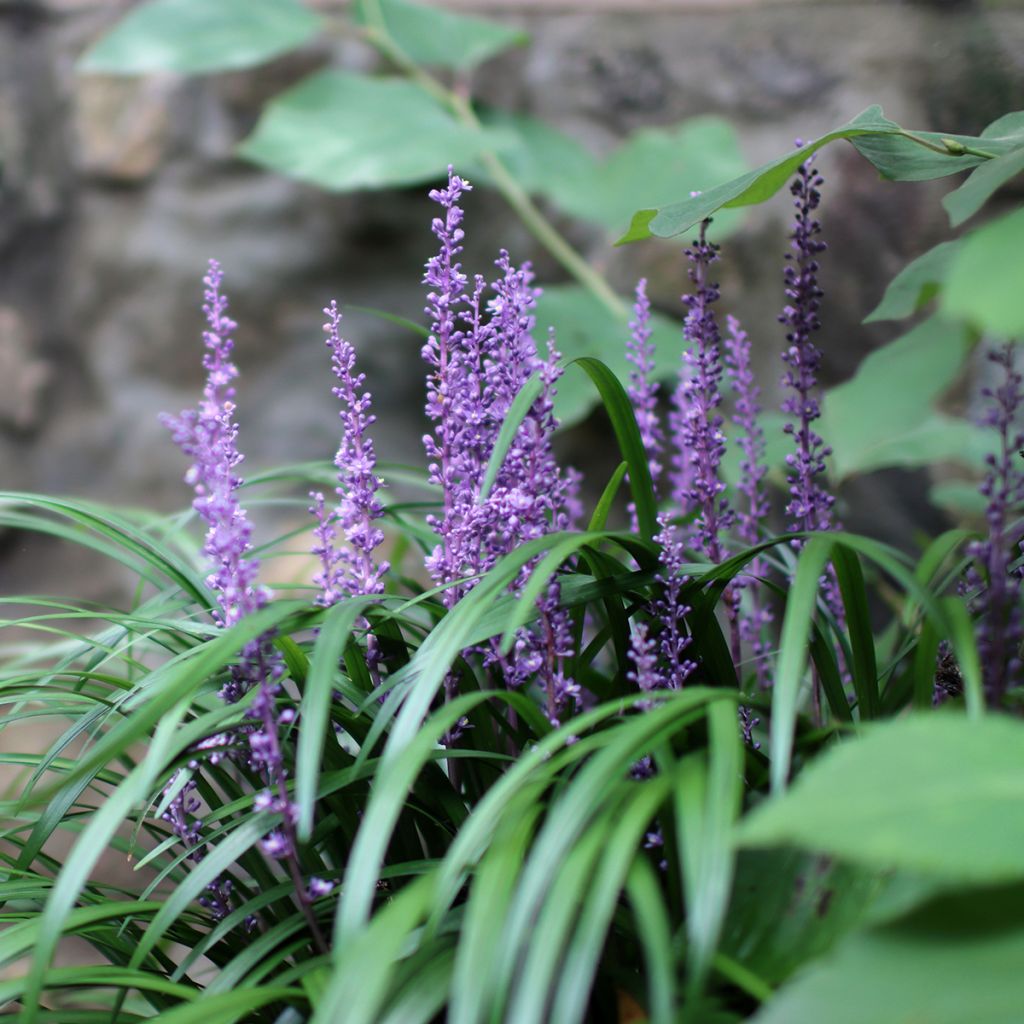 Liriope muscari – Muguet du Japon