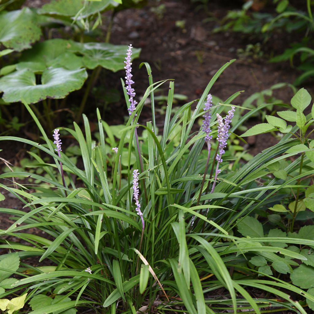 Liriope muscari – Muguet du Japon