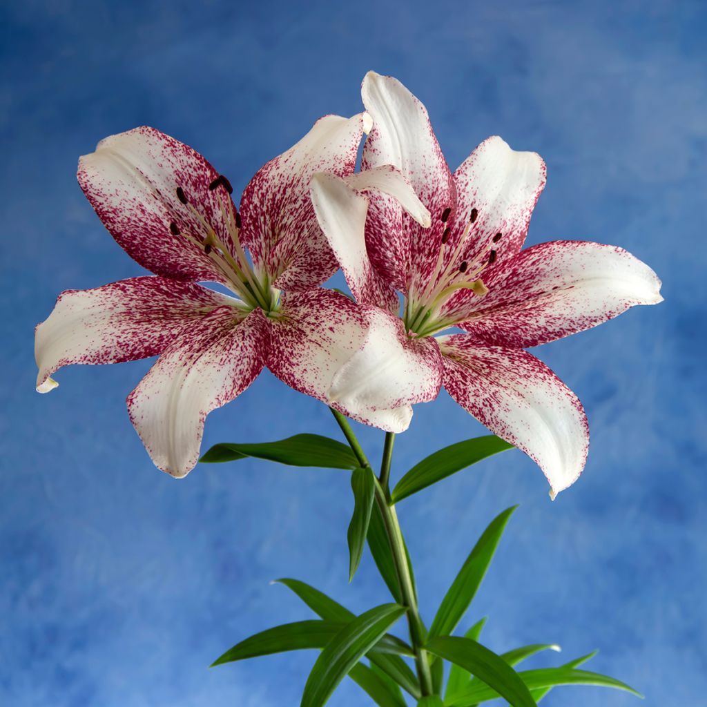 Lis hybride blanc et pourpre