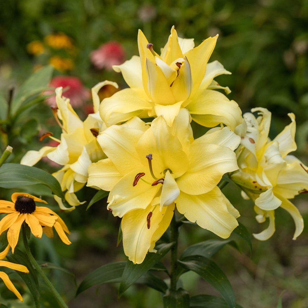 Lis hybride double jaune