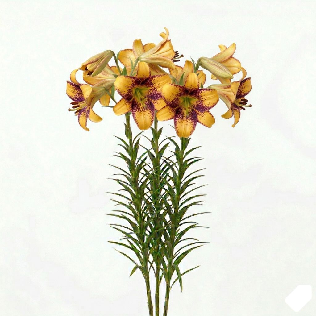 Lis hybride jaune et pourpre