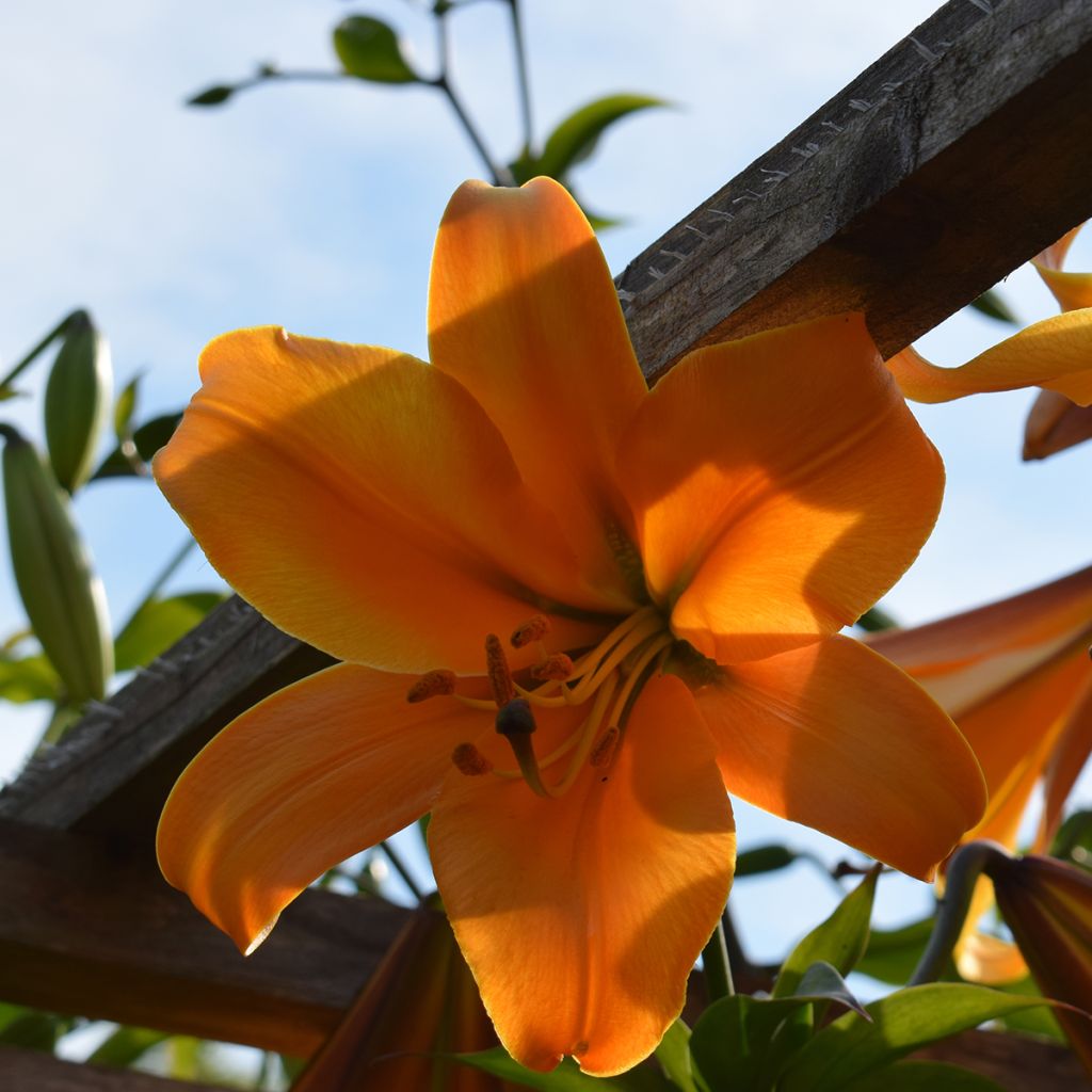 Lis trompette orange