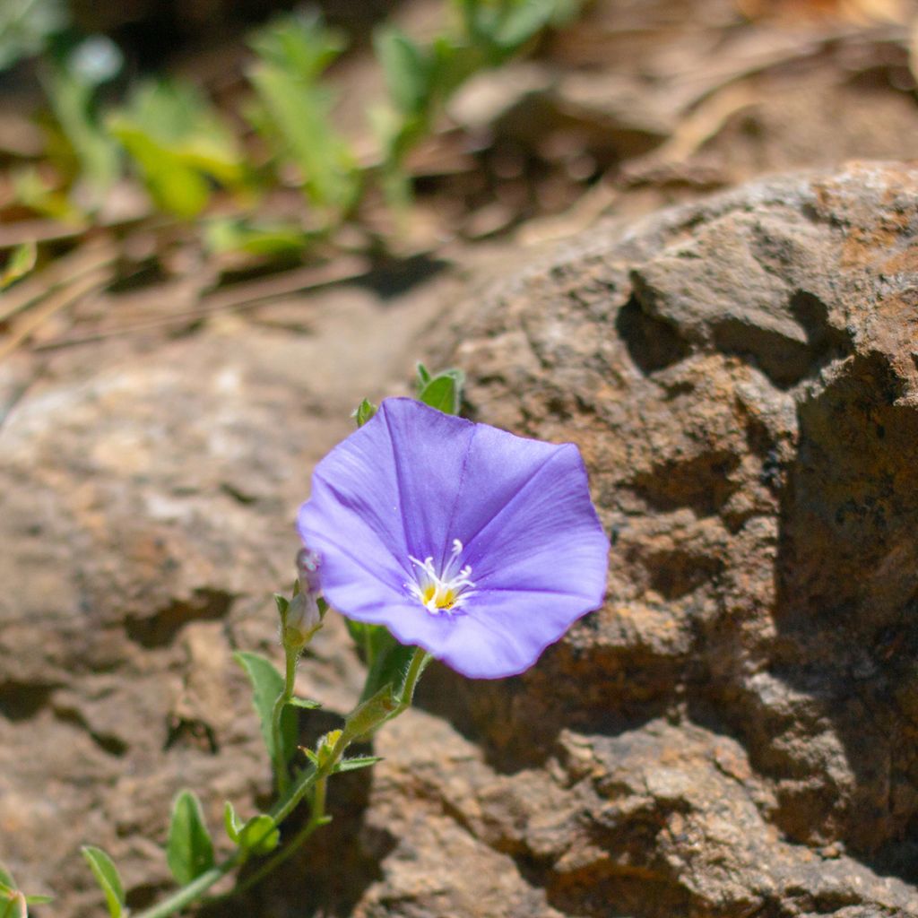 Liseron de Mauritanie