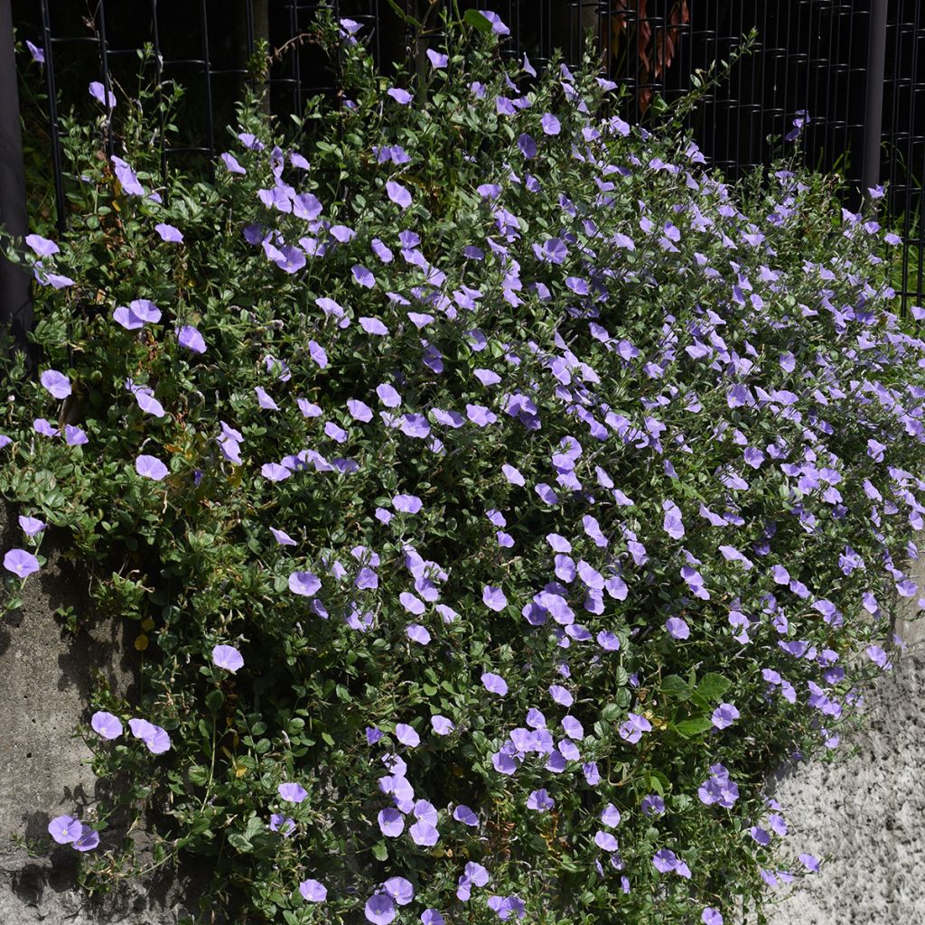 Liseron de Mauritanie