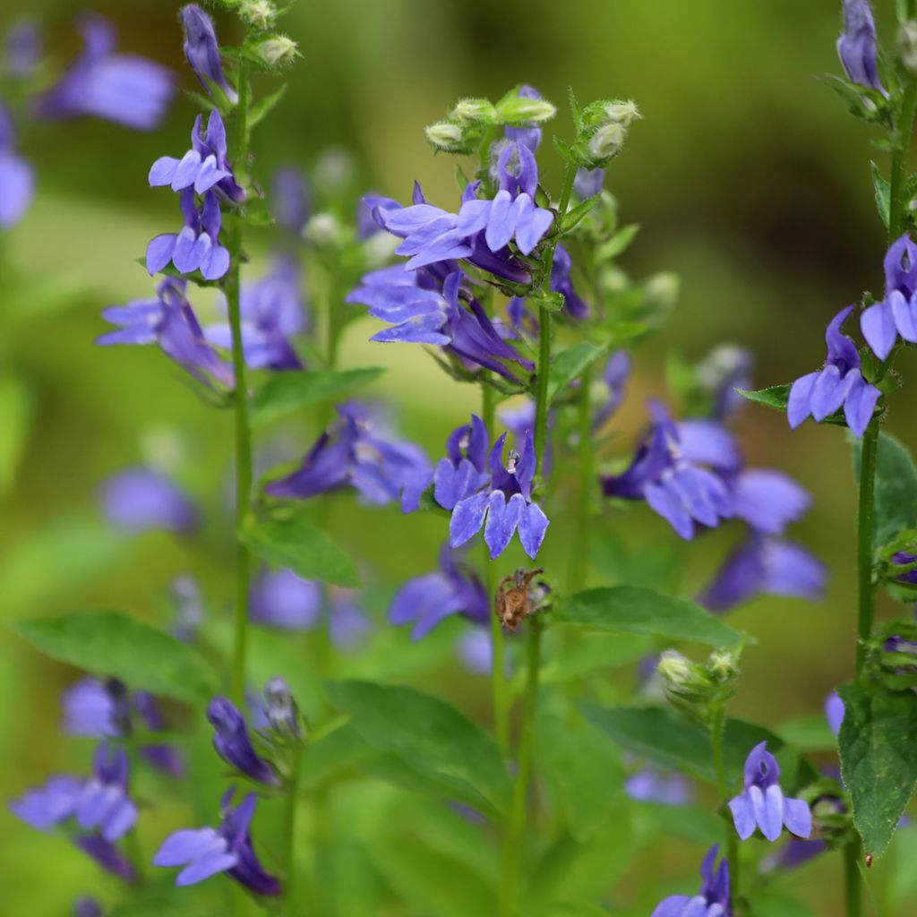 Lobelia bleu