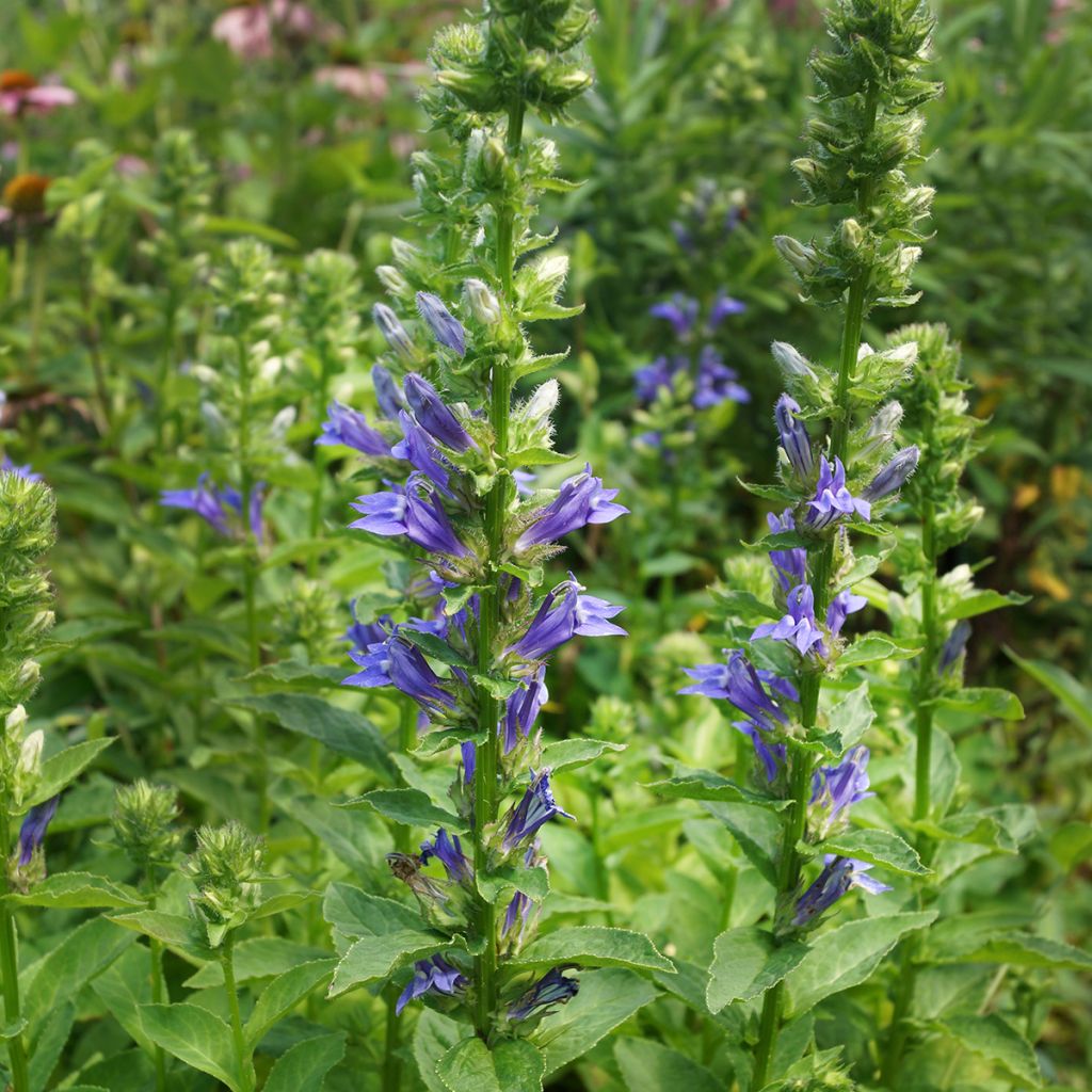 Lobelia bleu