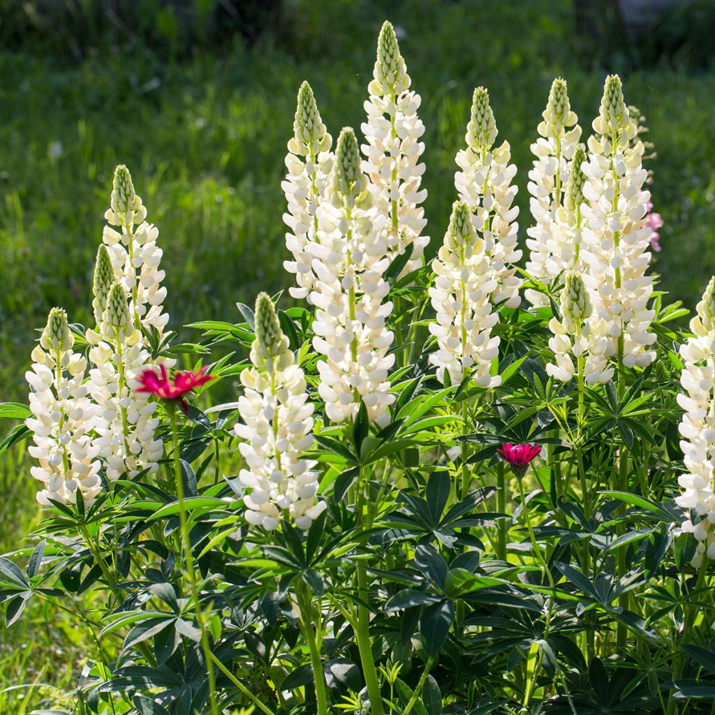 Lupin blanc