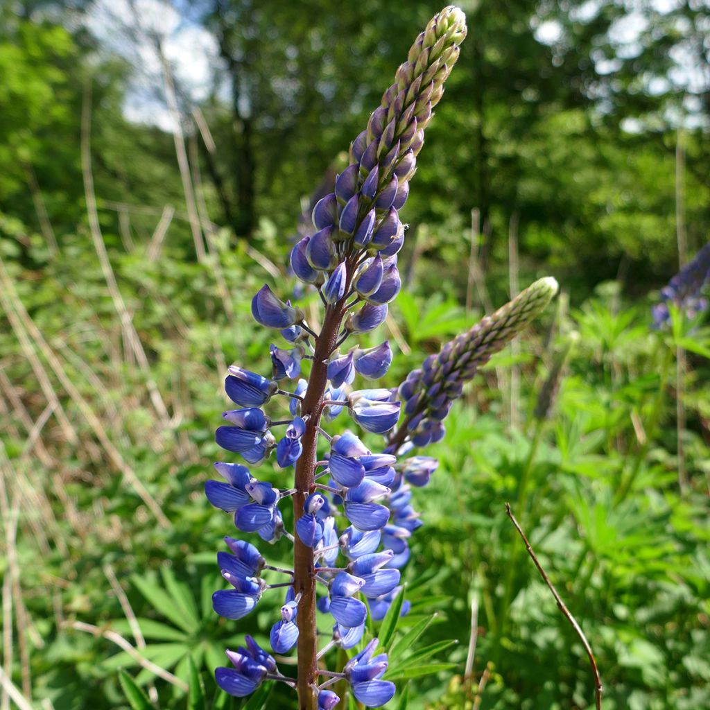 Lupin bleu