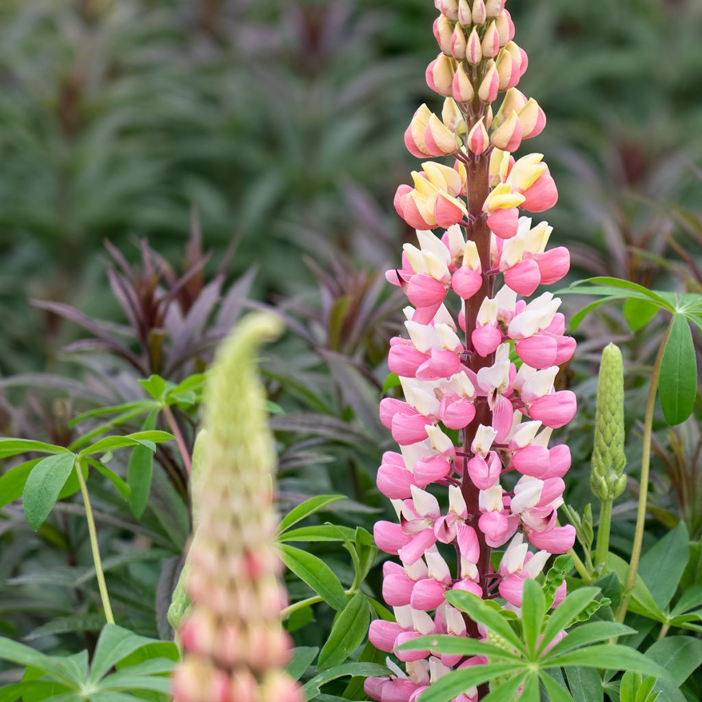 Lupin rose