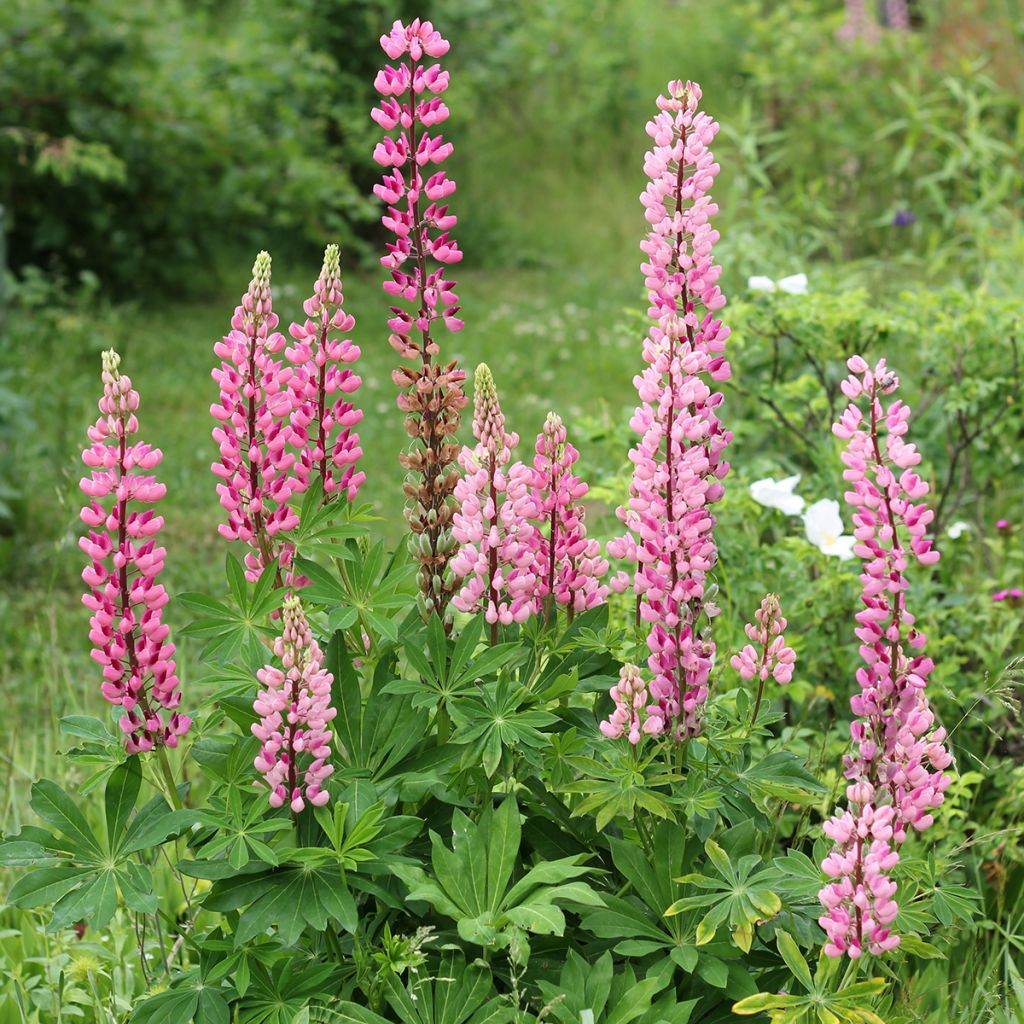 Lupin rose