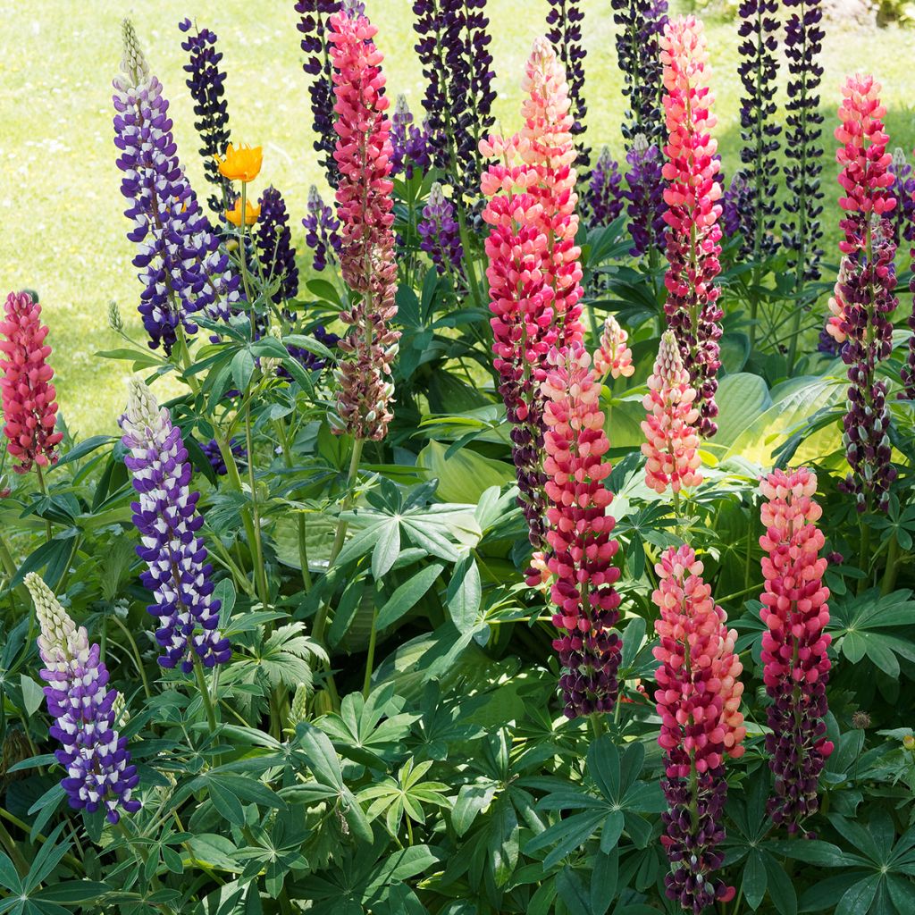 Lupins