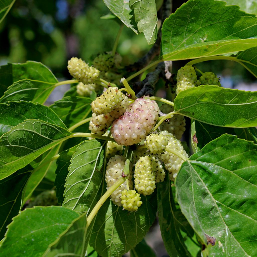 Mûrier blanc