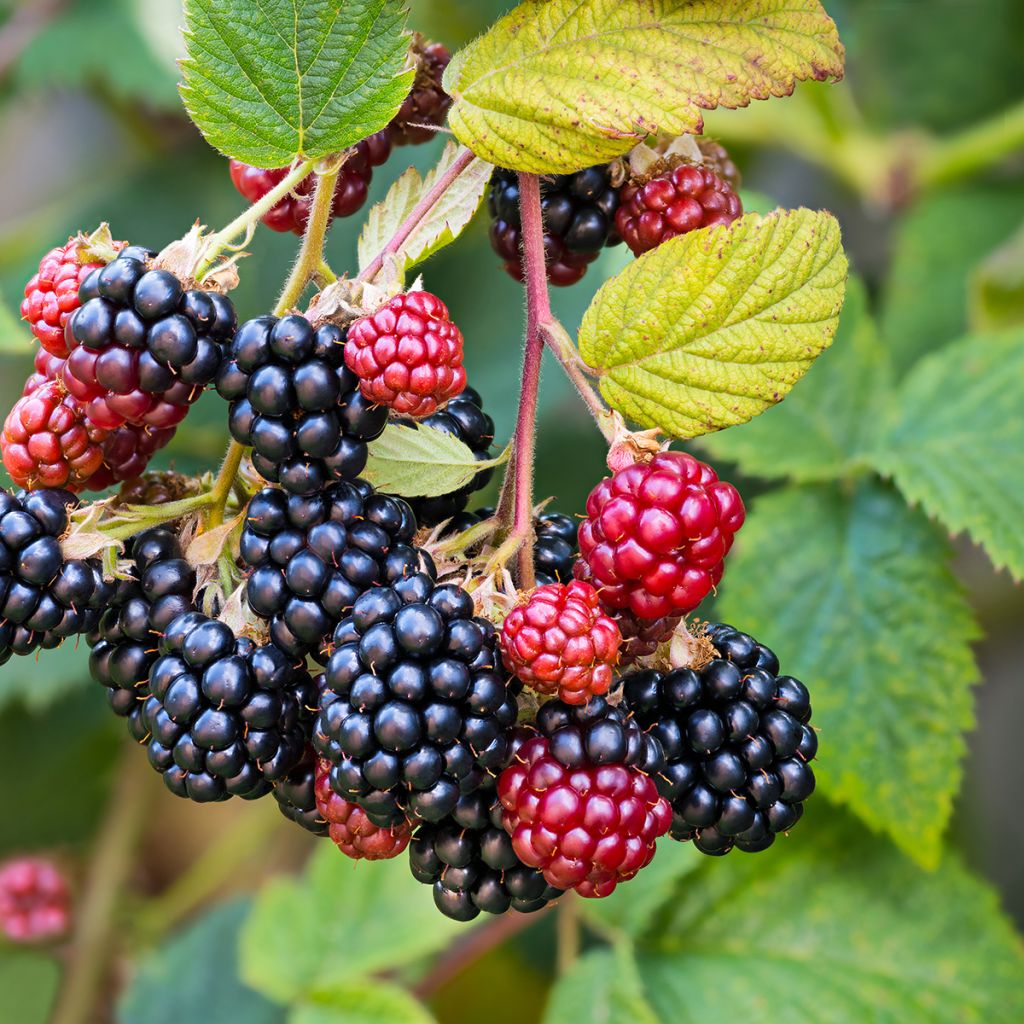 Mûrier sans épines Triple Crown