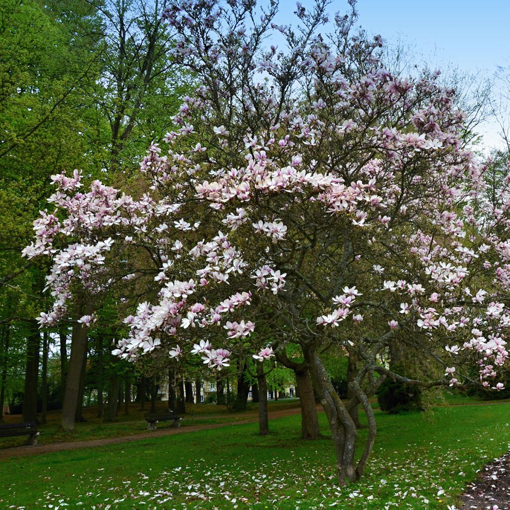 Magnolia