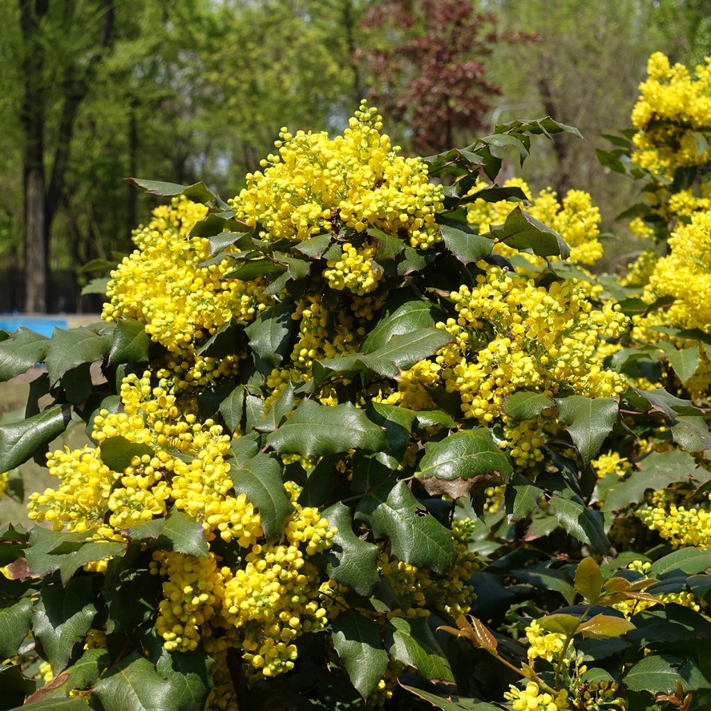 Mahonia