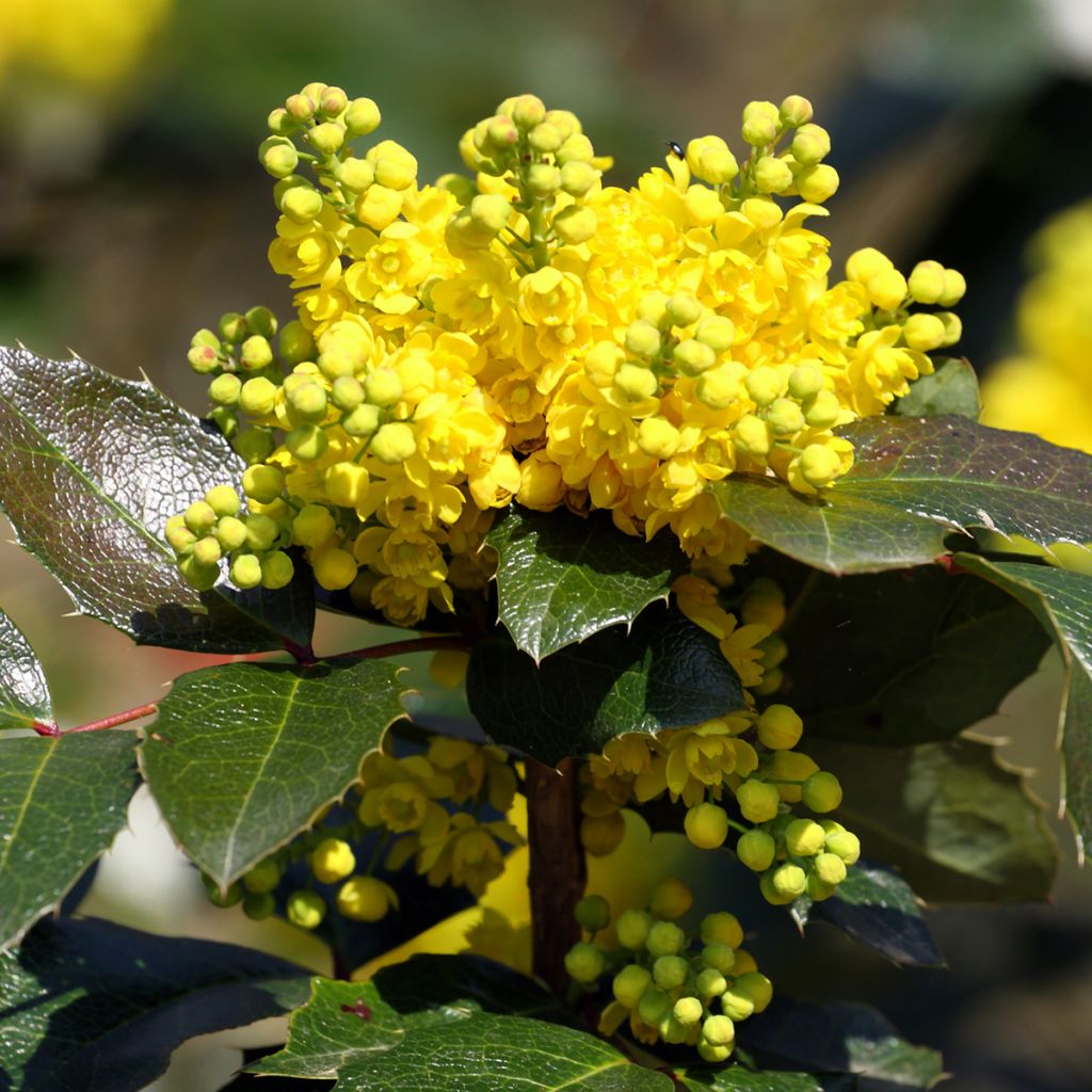 Mahonia