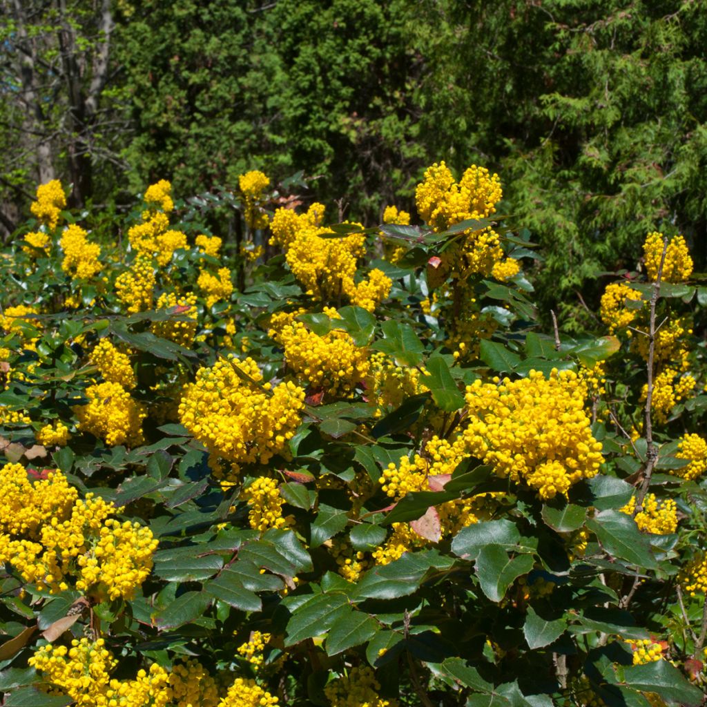 Mahonia