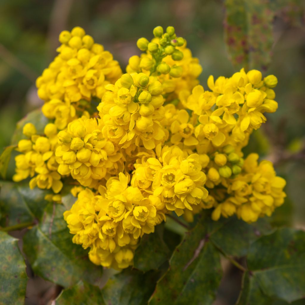 Mahonia