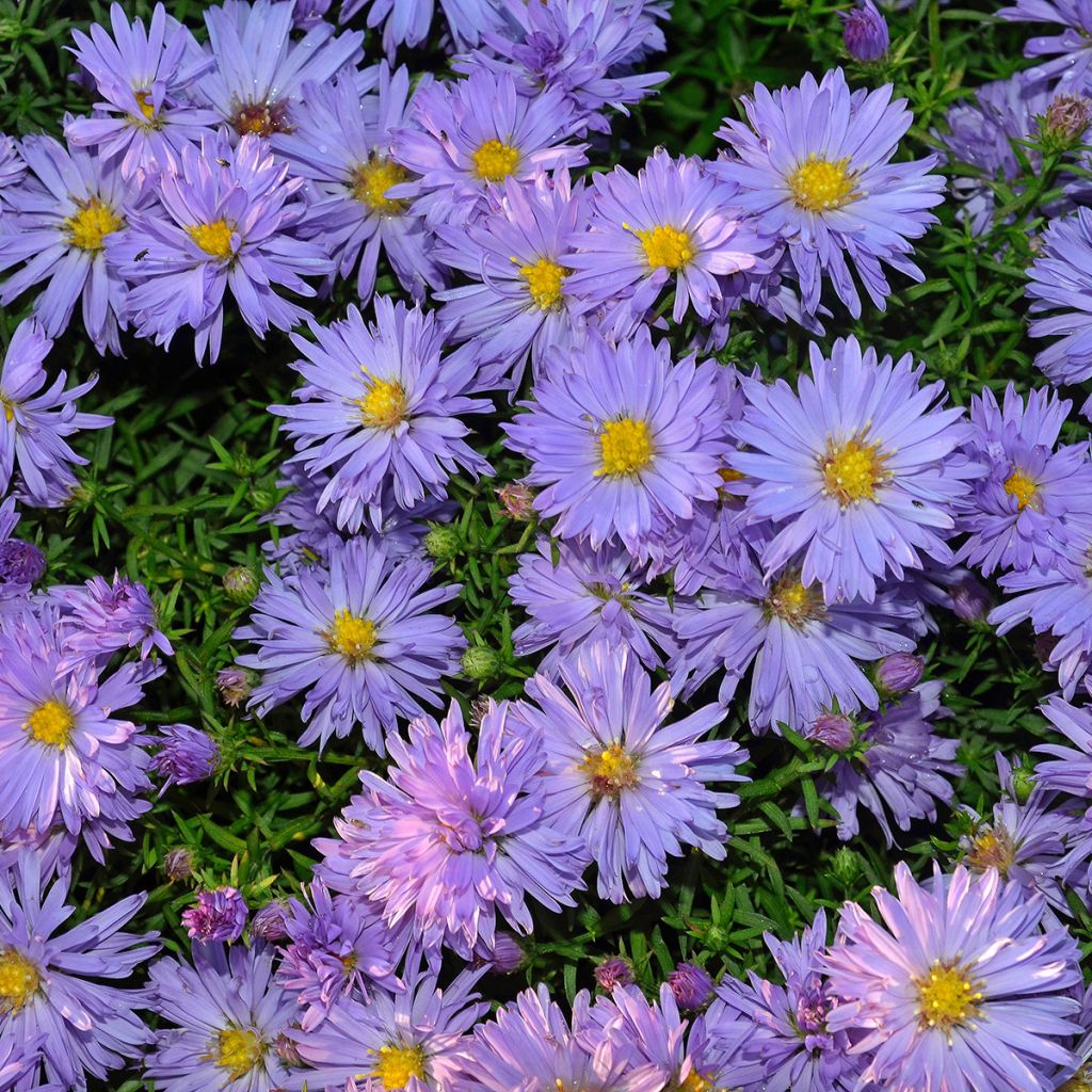 Marguerite d’automne bleue
