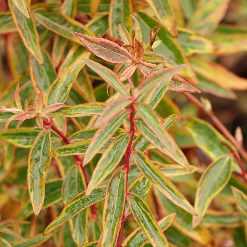 Millepertuis panaché