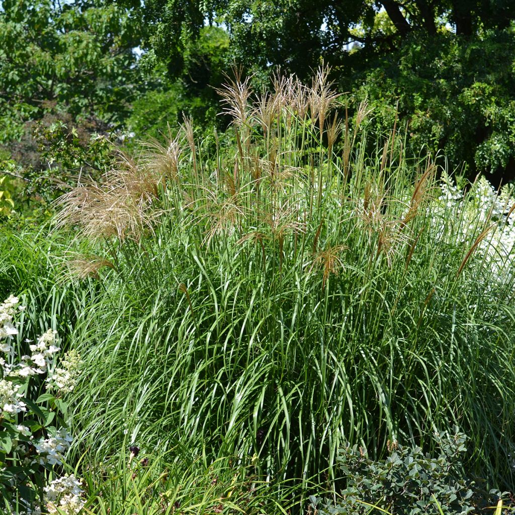 Miscanthus