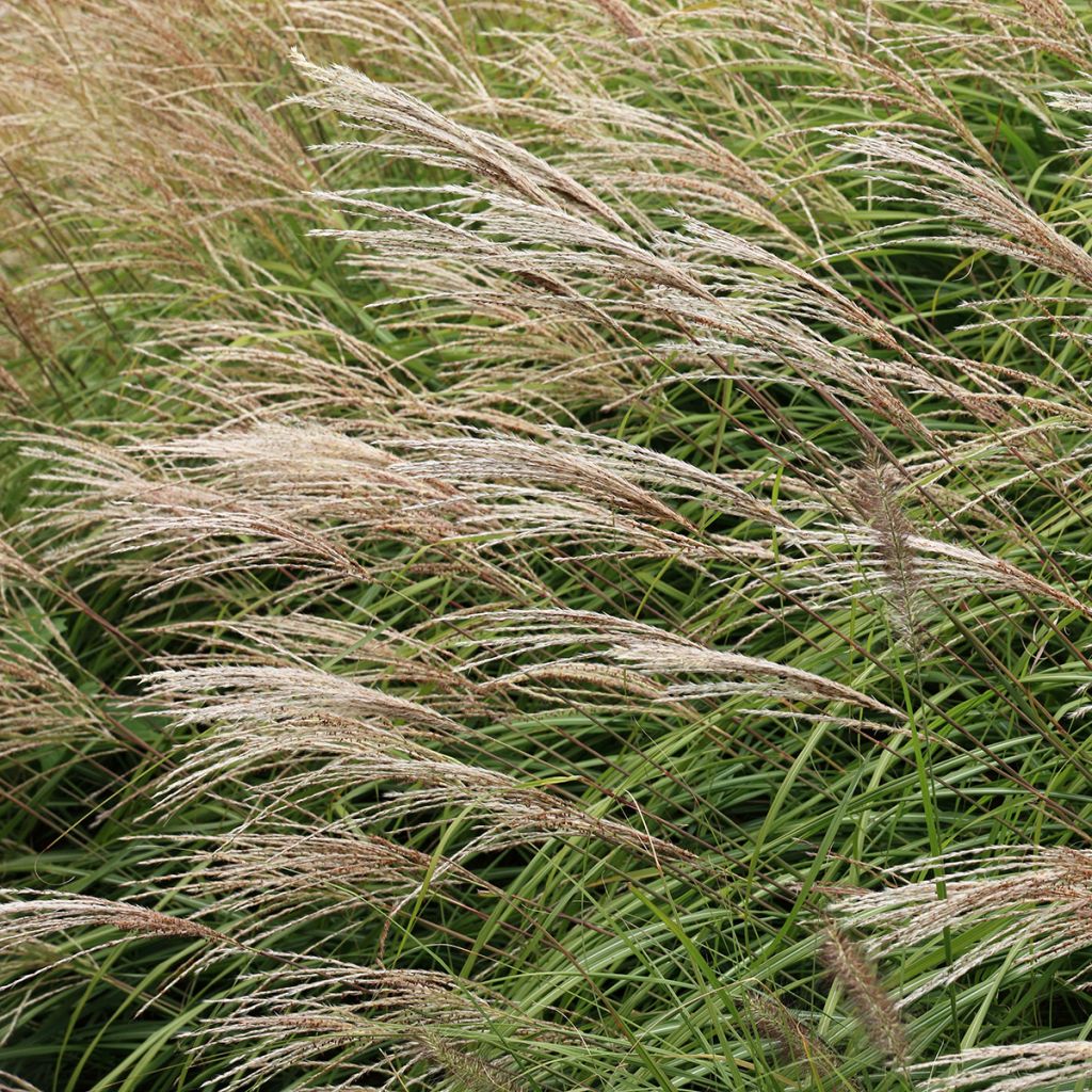 Miscanthus