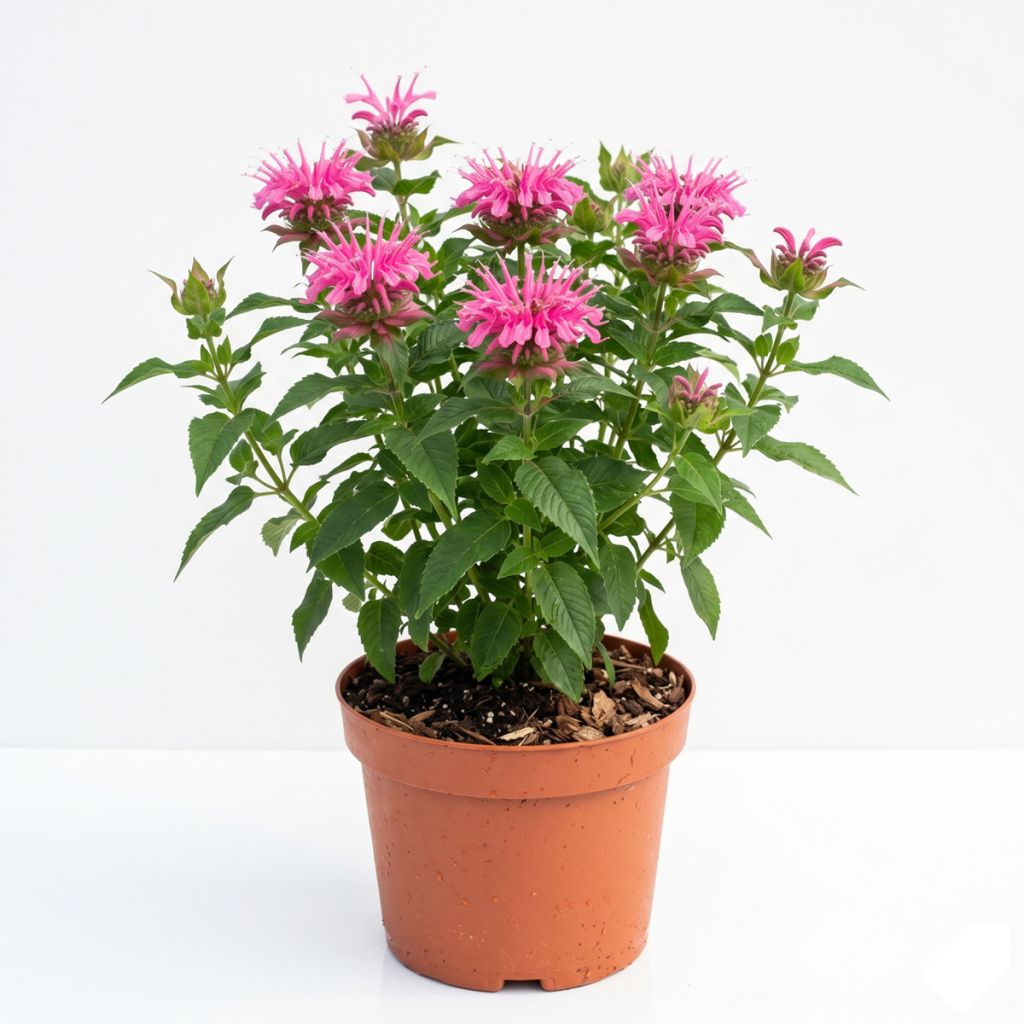 Monarde rose
