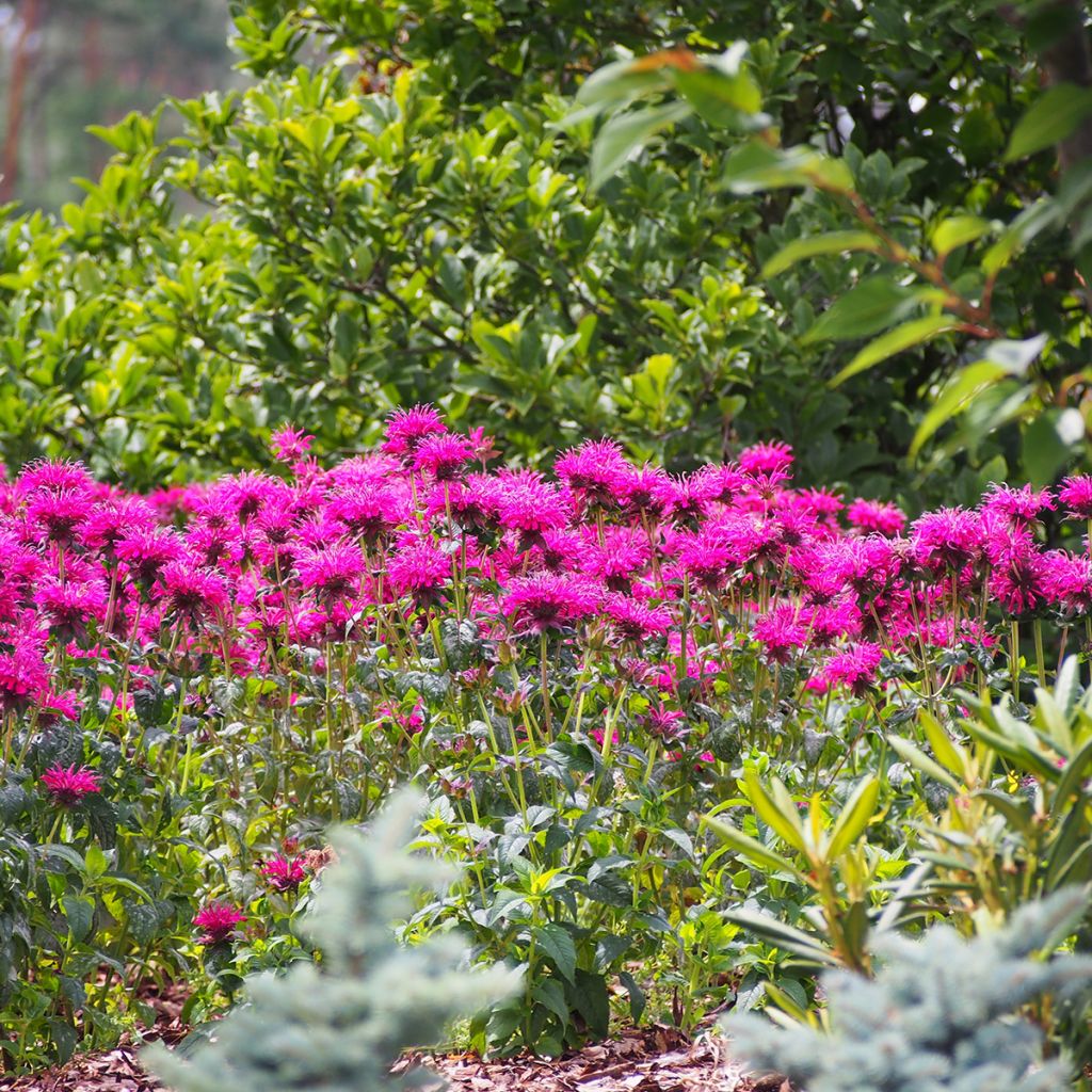 Monarde rose
