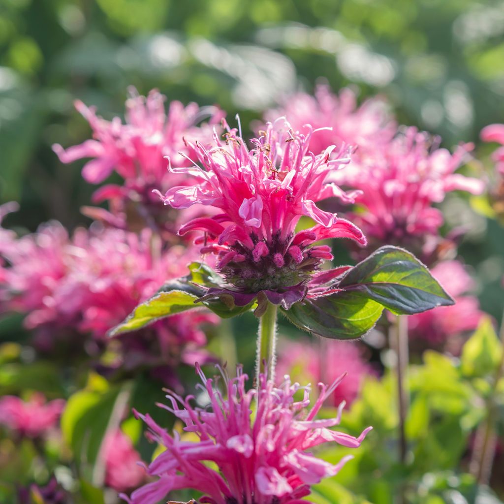 Monarde rose
