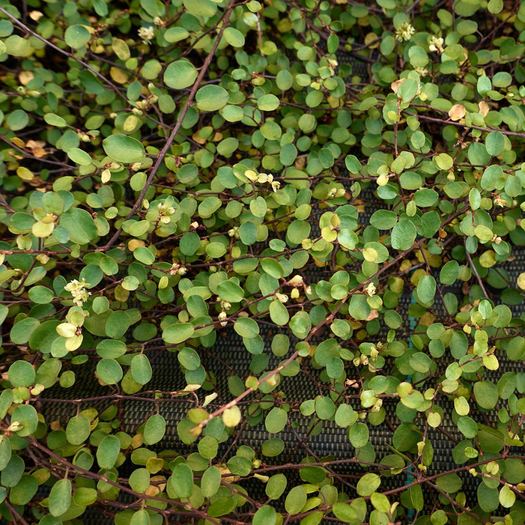 Muehlenbeckia