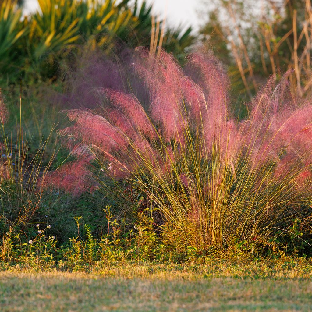 Muhlenbergia rose