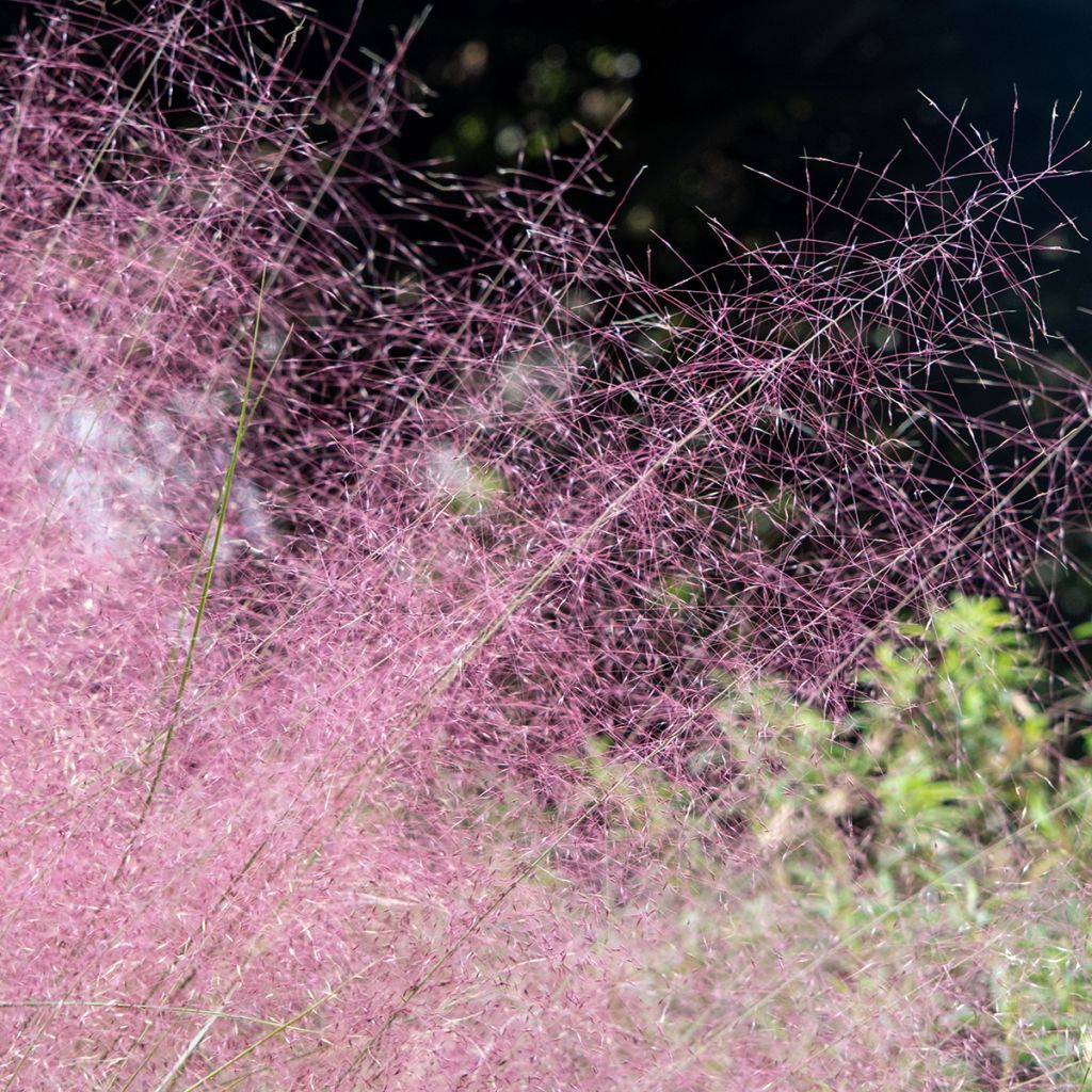 Muhlenbergia rose