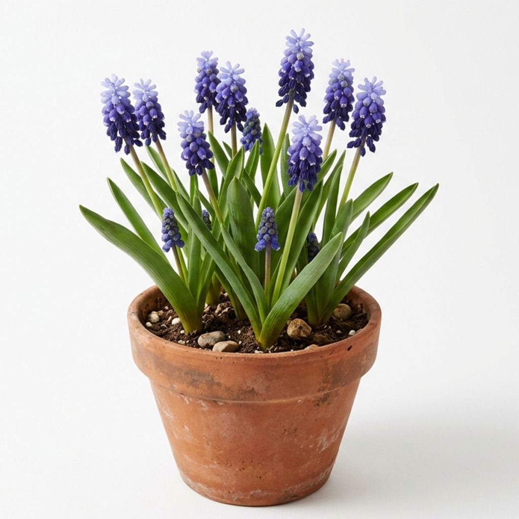Muscari bleu à larges feuilles