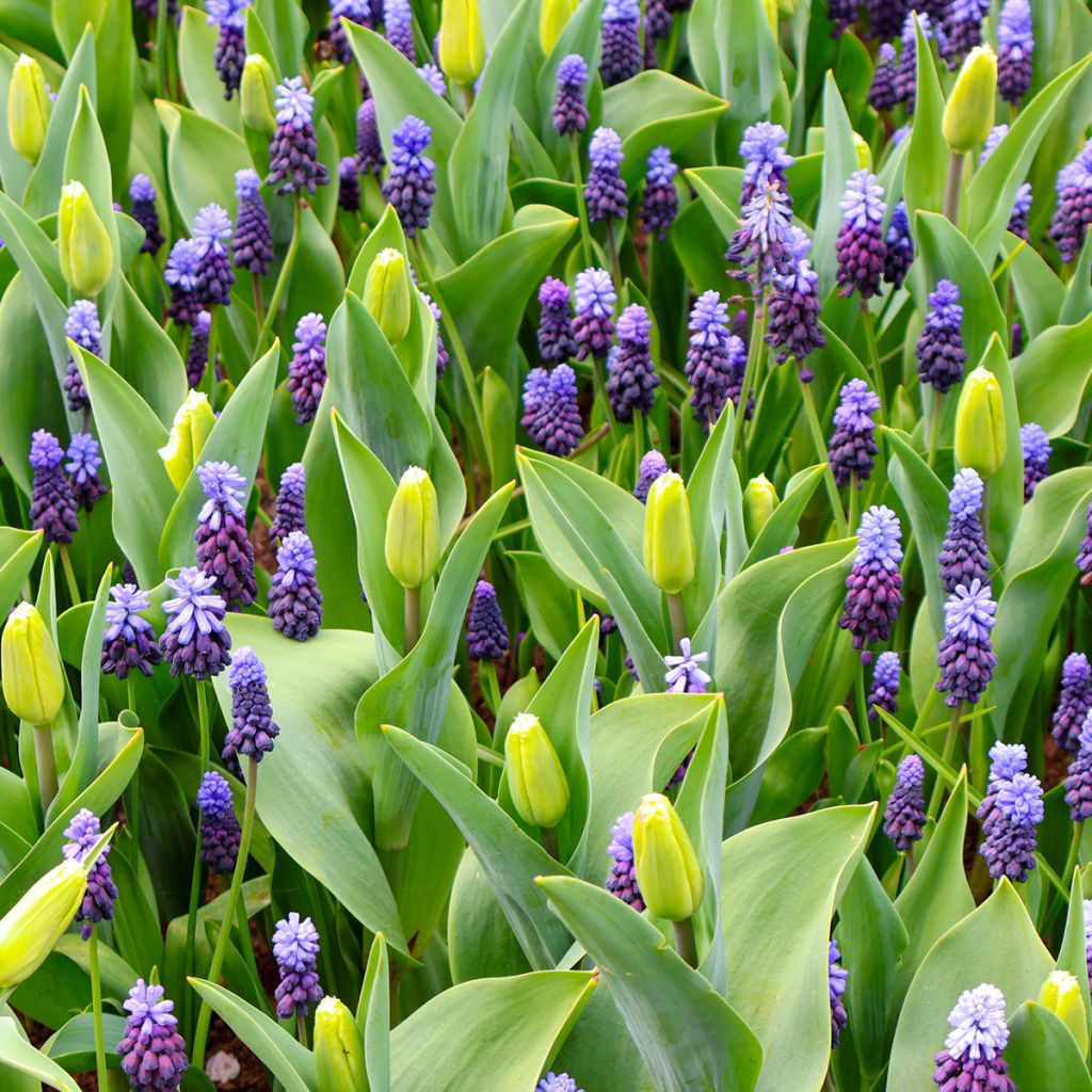 Muscari bleu à larges feuilles